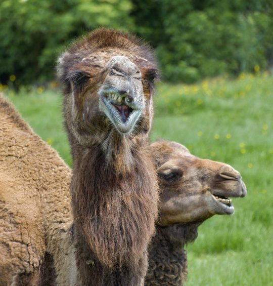 Mania – nowa mieszkanka Warszawskiego Zoo